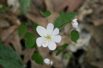 Thalictrum thalictroides (Rue Anemone), flower, full