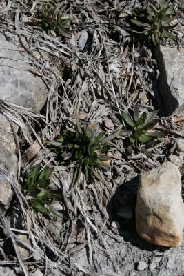 Tetraneuris herbacea (Lakeside Daisy), habit, spring, leaf, spring