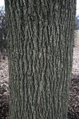 Tilia americana var. heterophylla 'Continental Appeal' (PP 3770) (Continental Appeal Basswood PP3770), bark, trunk