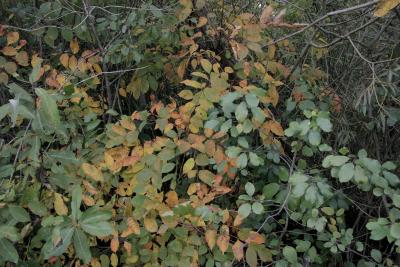 Toxicodendron vernix (Poison-sumac), habit, fall