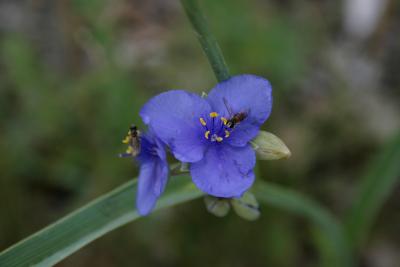 Tradescantia ohiensis (Common Spiderwort), flower, throat