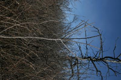 Toxicodendron vernix (Poison-sumac), habit, winter