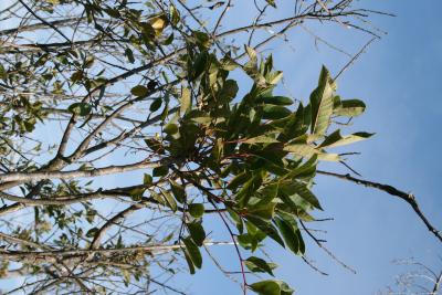 Toxicodendron vernix (Poison-sumac), habit, summer