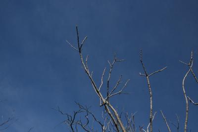 Toxicodendron vernix (Poison-sumac), habit, winter