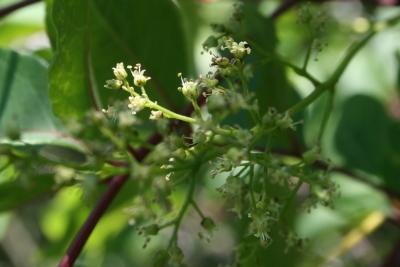 Toxicodendron vernix (Poison-sumac), flower, full