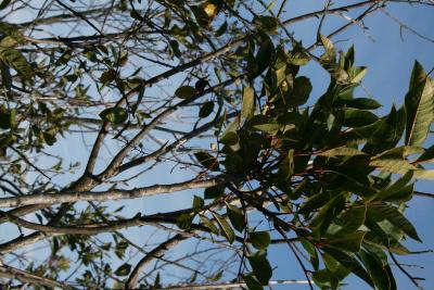 Toxicodendron vernix (Poison-sumac), bark, trunk, habit, summer
