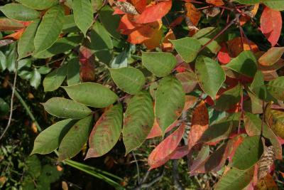 Toxicodendron vernix (Poison-sumac), leaf, summer