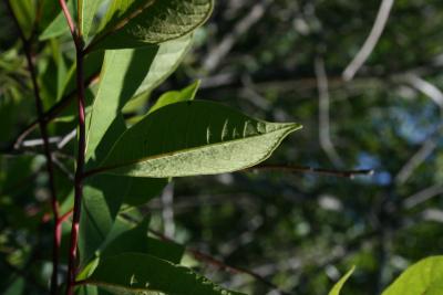 Toxicodendron vernix (Poison-sumac), leaf, lower surface