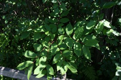 Toxicodendron vernix (Poison-sumac), leaf, summer