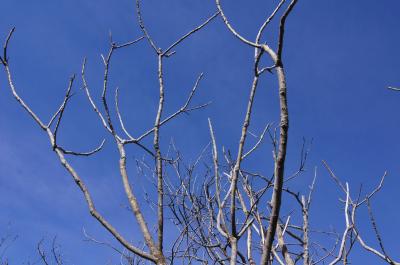 Toxicodendron vernix (Poison-sumac), habit, spring