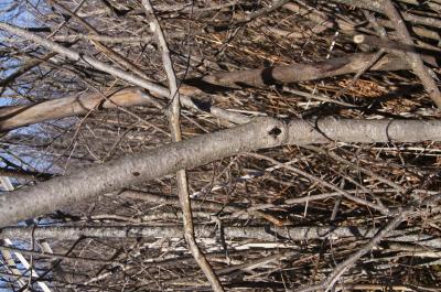 Toxicodendron vernix (Poison-sumac), bark, mature