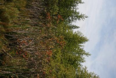 Toxicodendron vernix (Poison-sumac), habitat