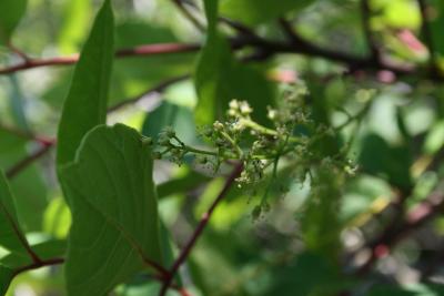 Toxicodendron vernix (Poison-sumac), inflorescence