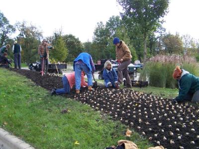 Grounds crew planting bulbs at The Morton Arboretum