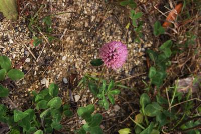 Trifolium pratense (Red Clover), flower, full