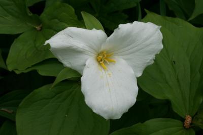 Trillium grandiflorum (Great White Trillium), flower, throat