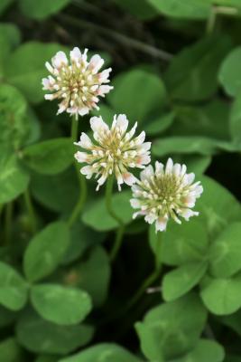 Trifolium repens (White Clover), flower, full