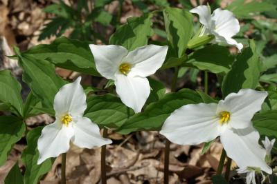 Trillium grandiflorum (Great White Trillium), flower, full