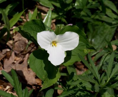 Trillium grandiflorum (Great White Trillium), habit, spring