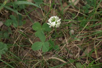 Trifolium repens (White Clover), inflorescence