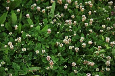 Trifolium repens (White Clover), habit, summer