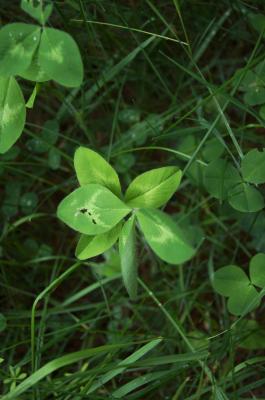 Trifolium pratense (Red Clover), leaf, spring