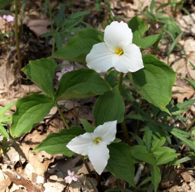 Trillium grandiflorum (Great White Trillium), flower, full