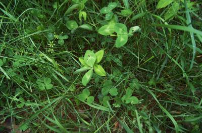 Trifolium pratense (Red Clover), habitat