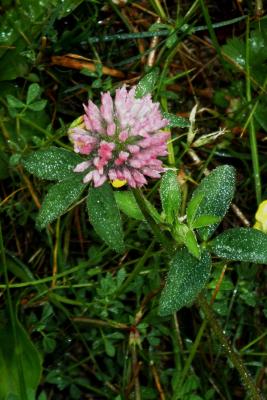 Trifolium pratense (Red Clover), inflorescence