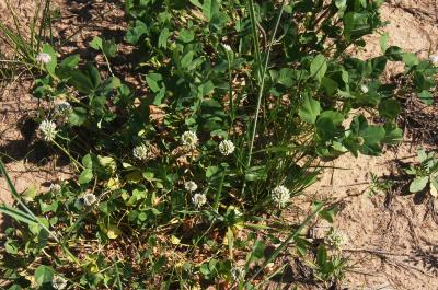 Trifolium repens (White Clover), habit, spring