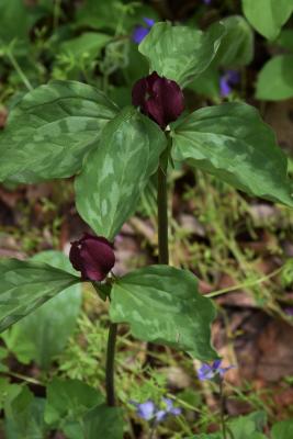 Trillium recurvatum (Red Trillium), habit, spring
