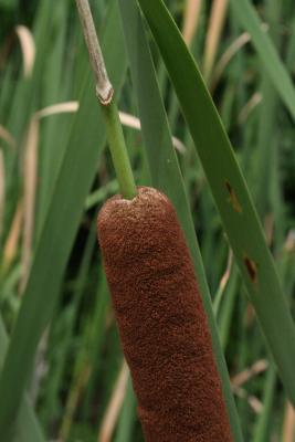 Typha angustifolia (Narrow-leaved Cat-tail), infructescence