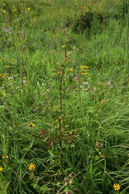 Thalictrum dasycarpum (Purple Meadow Rue), habitat