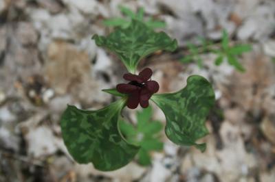 Trillium recurvatum (Red Trillium), flower, throat