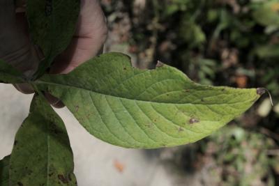 Triosteum perfoliatum (Late Horse-gentian), leaf, upper surface