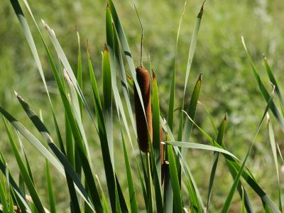 Typha latifolia (Broad-leaved Cat-tail), infructescence