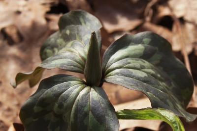Trillium recurvatum (Red Trillium), bud, flower