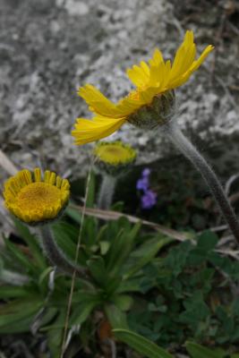 Tetraneuris herbacea (Lakeside Daisy), flower, side