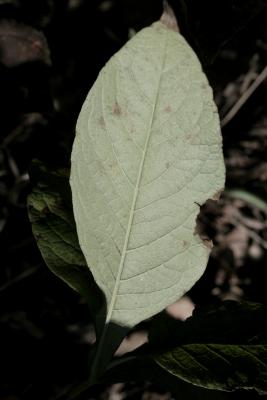Triosteum perfoliatum (Late Horse-gentian), leaf, lower surface