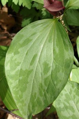 Trillium recurvatum (Red Trillium), leaf, upper surface