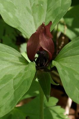 Trillium recurvatum (Red Trillium), flower, side