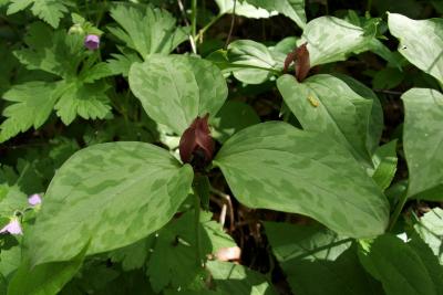 Trillium recurvatum (Red Trillium), leaf, spring