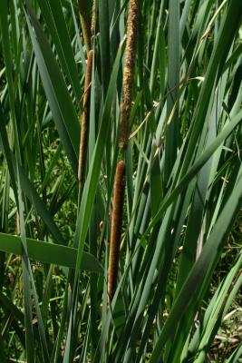 Typha angustifolia (Narrow-leaved Cat-tail), inflorescence