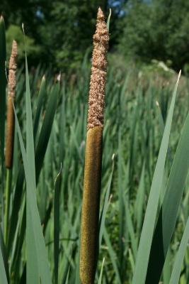 Typha latifolia (Broad-leaved Cat-tail), inflorescence