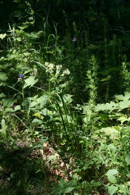 Thalictrum dasycarpum (Purple Meadow-rue), habit, summer