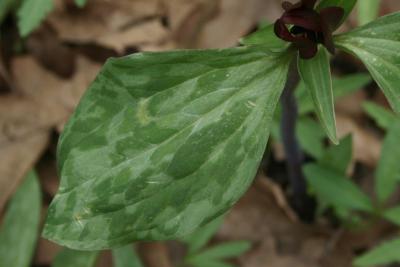 Trillium recurvatum (Red Trillium), leaf, upper surface