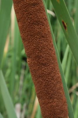 Typha angustifolia (Narrow-leaved Cat-tail), infructescence