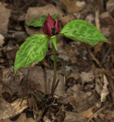 Trillium recurvatum (Red Trillium), habit, spring