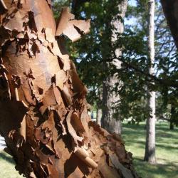 Paper-barked maple (Acer griseum) bark
