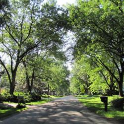 Street trees in suburban Chicago